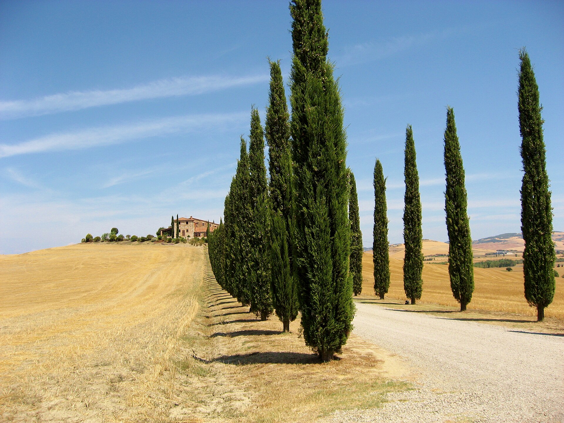 Cypress-lined road in the Tuscan landscape of Val d'Orcia
